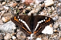 NYMPHALIDAE, Adelpha alala titia